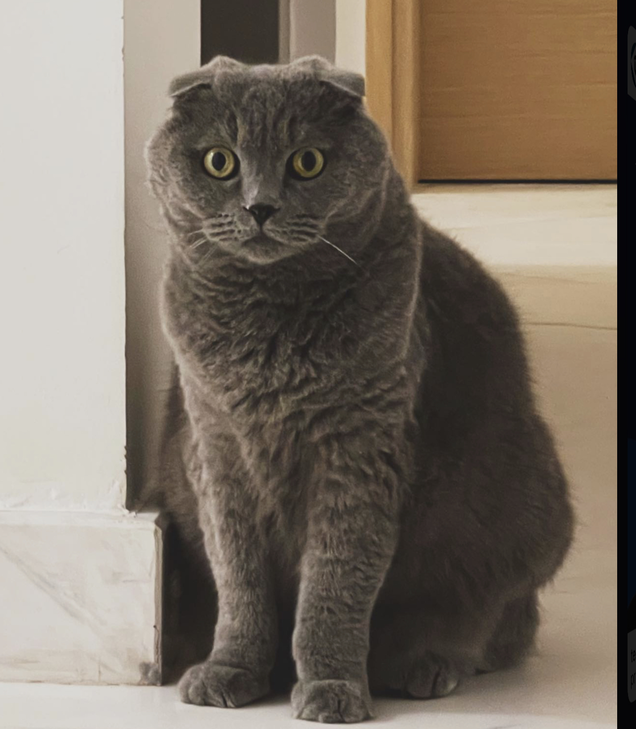 ����� ���� �������