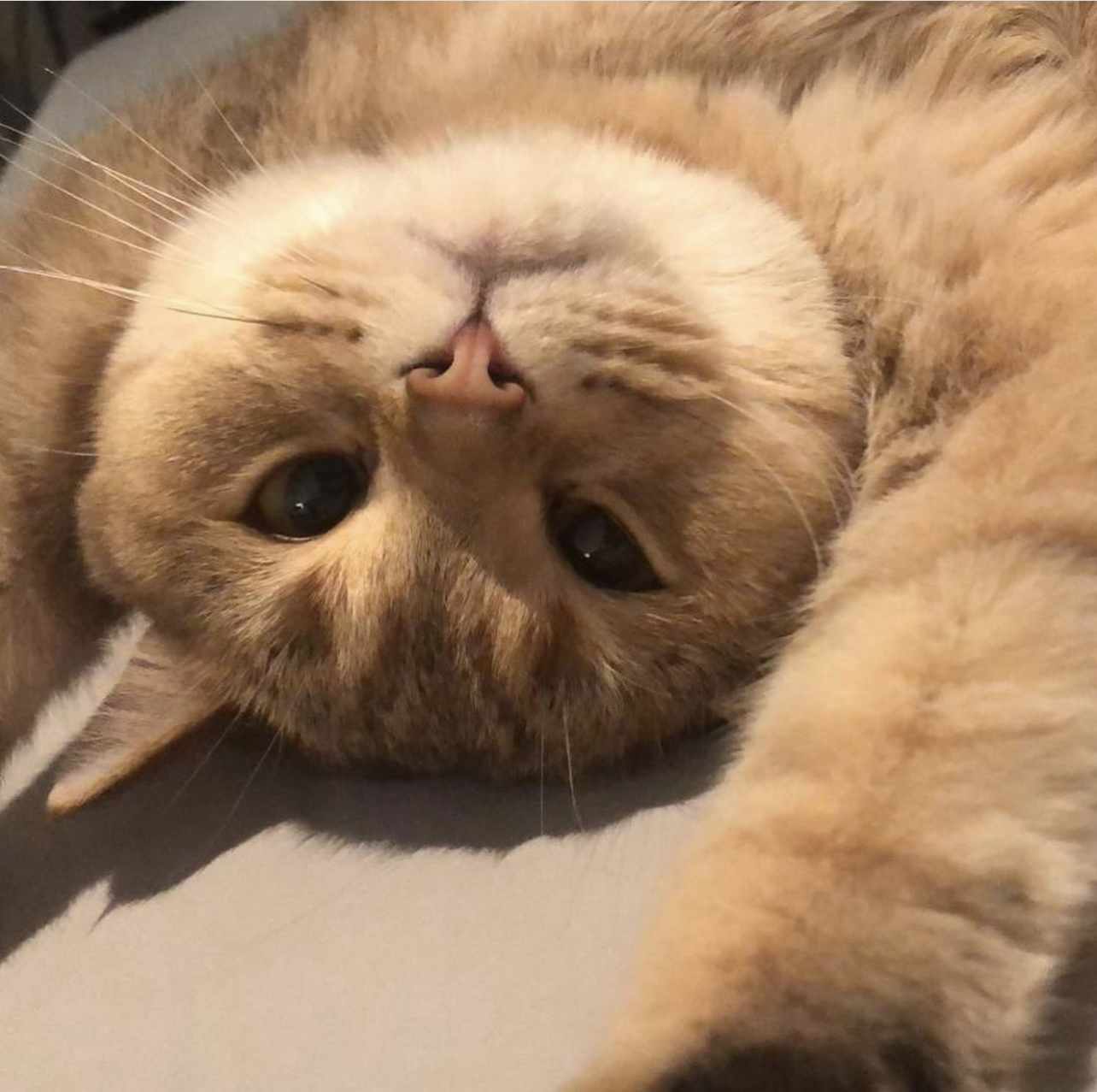 ����� ���� �������