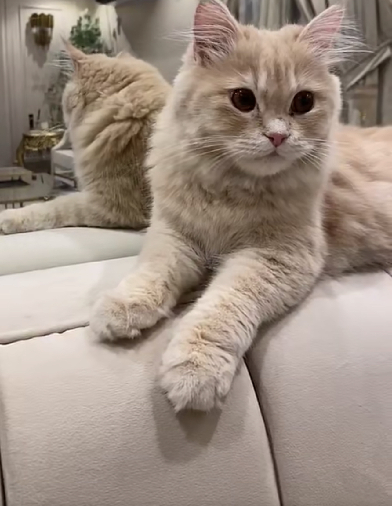 ����� ���� �������