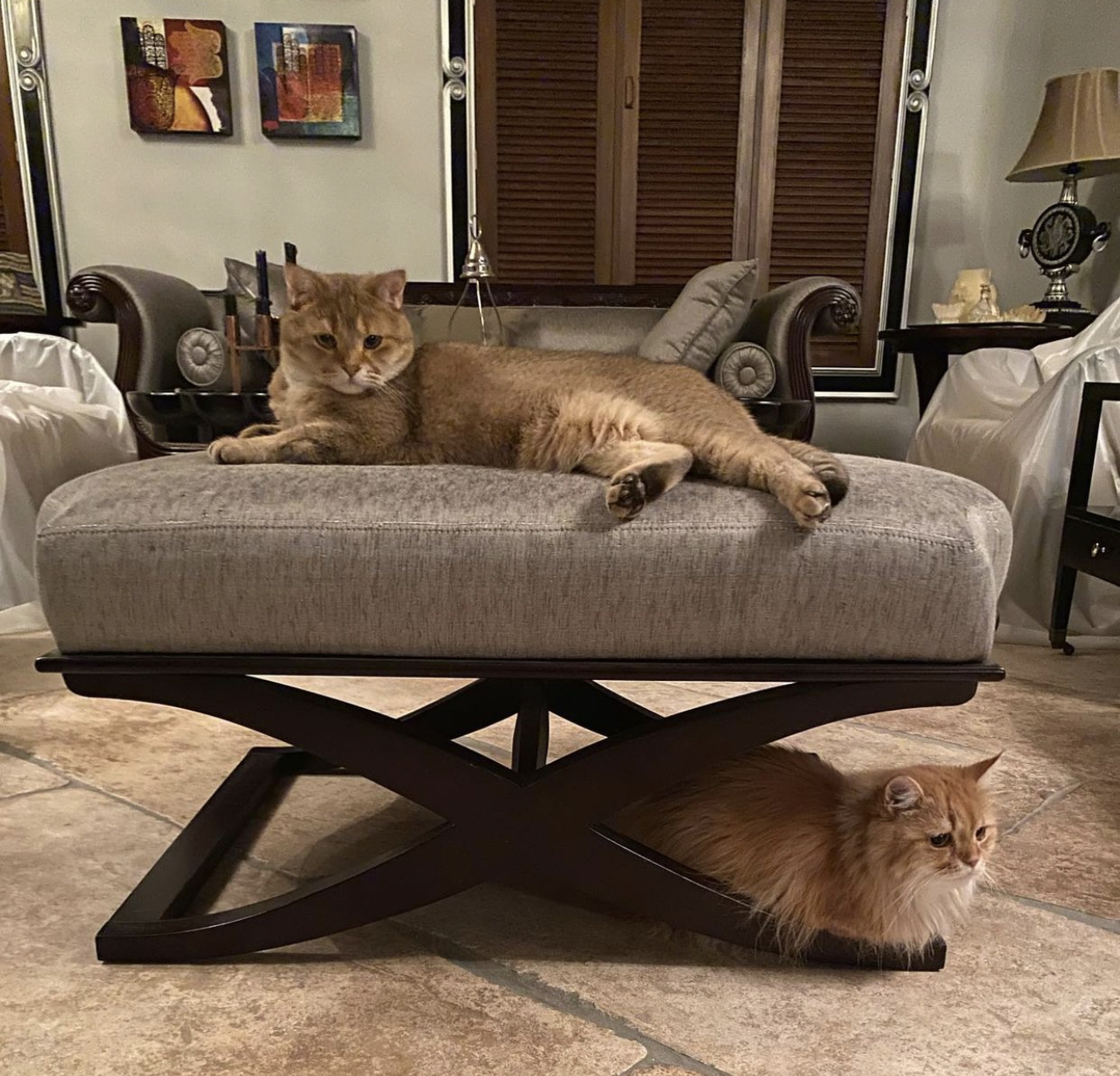 ����� ���� �������