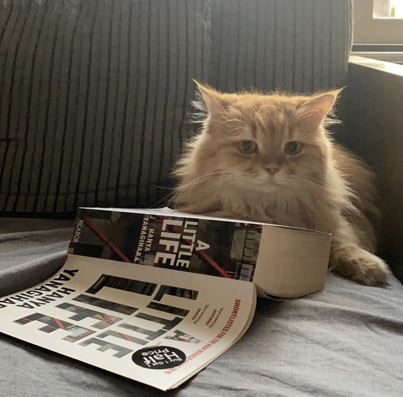 ����� ���� �������