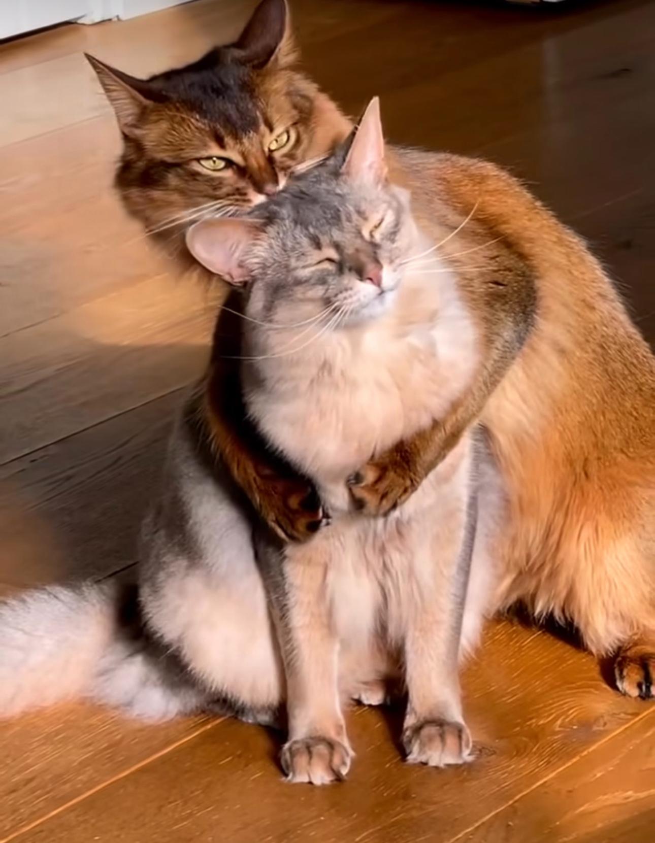 ����� ���� �������