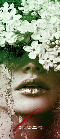 ���� ���� ������