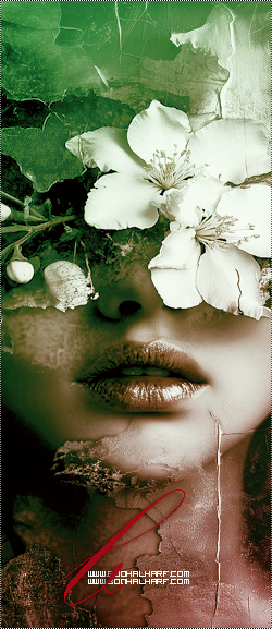 ���� ���� ������