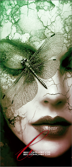 ���� ���� ������