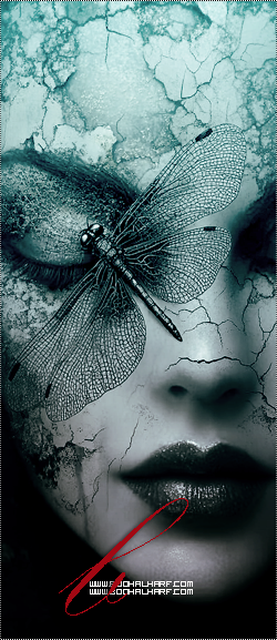 ���� ���� ������