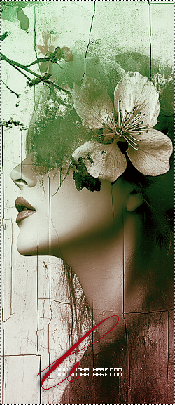 ���� ���� ������