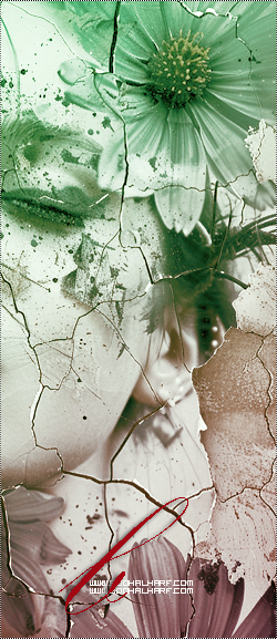 ���� ���� ������