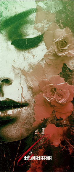 ���� ���� ������